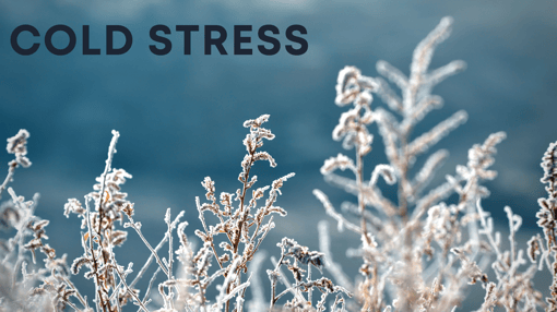 Cold Stress